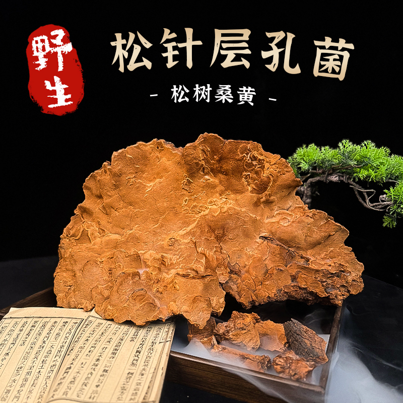 【一物一拍】藏区桑黄松针层孔菌松树桑黄整个煮水