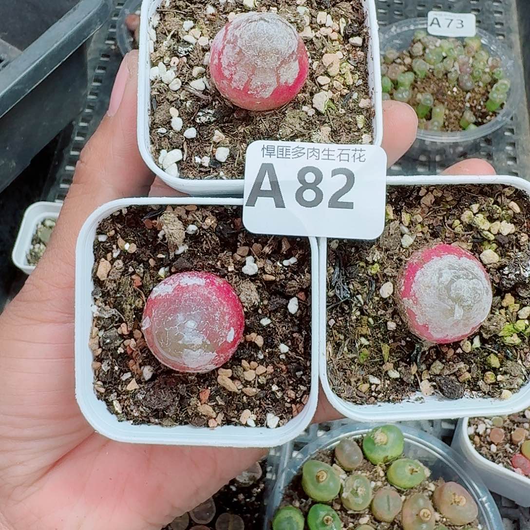 82多肉植物多肉植物