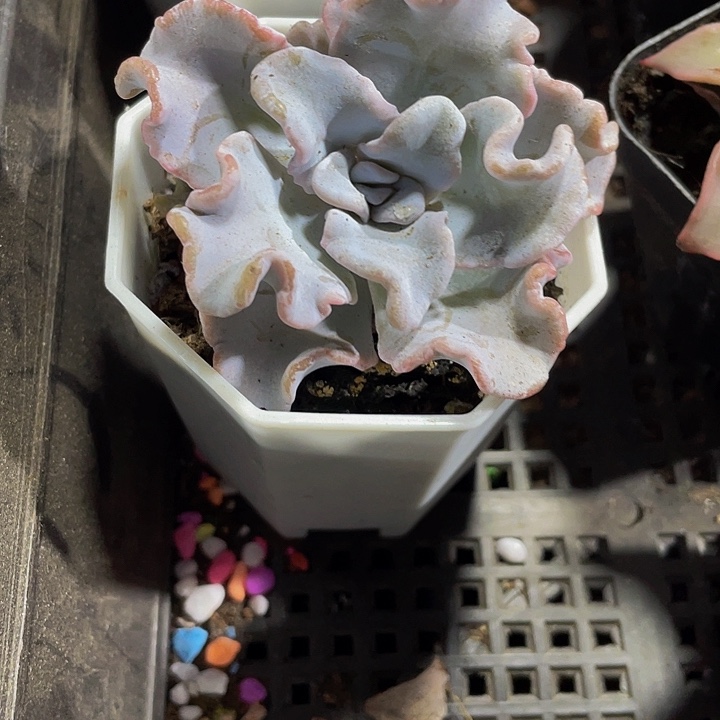 八角盆白饺子带盆土发