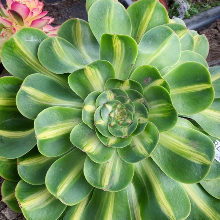 78暴君砍头12345678