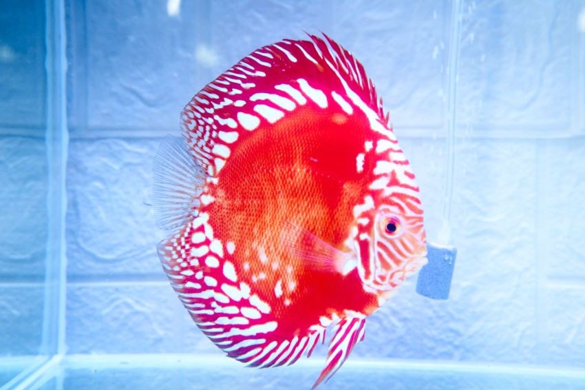 福利专拍 邮费自理