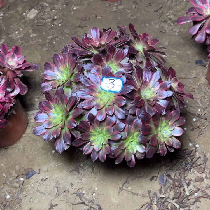 多肉植物安娜法师3