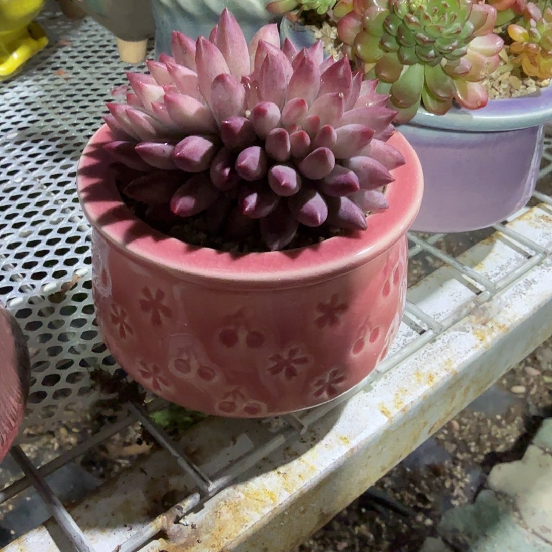 虞美人群生不带盆2