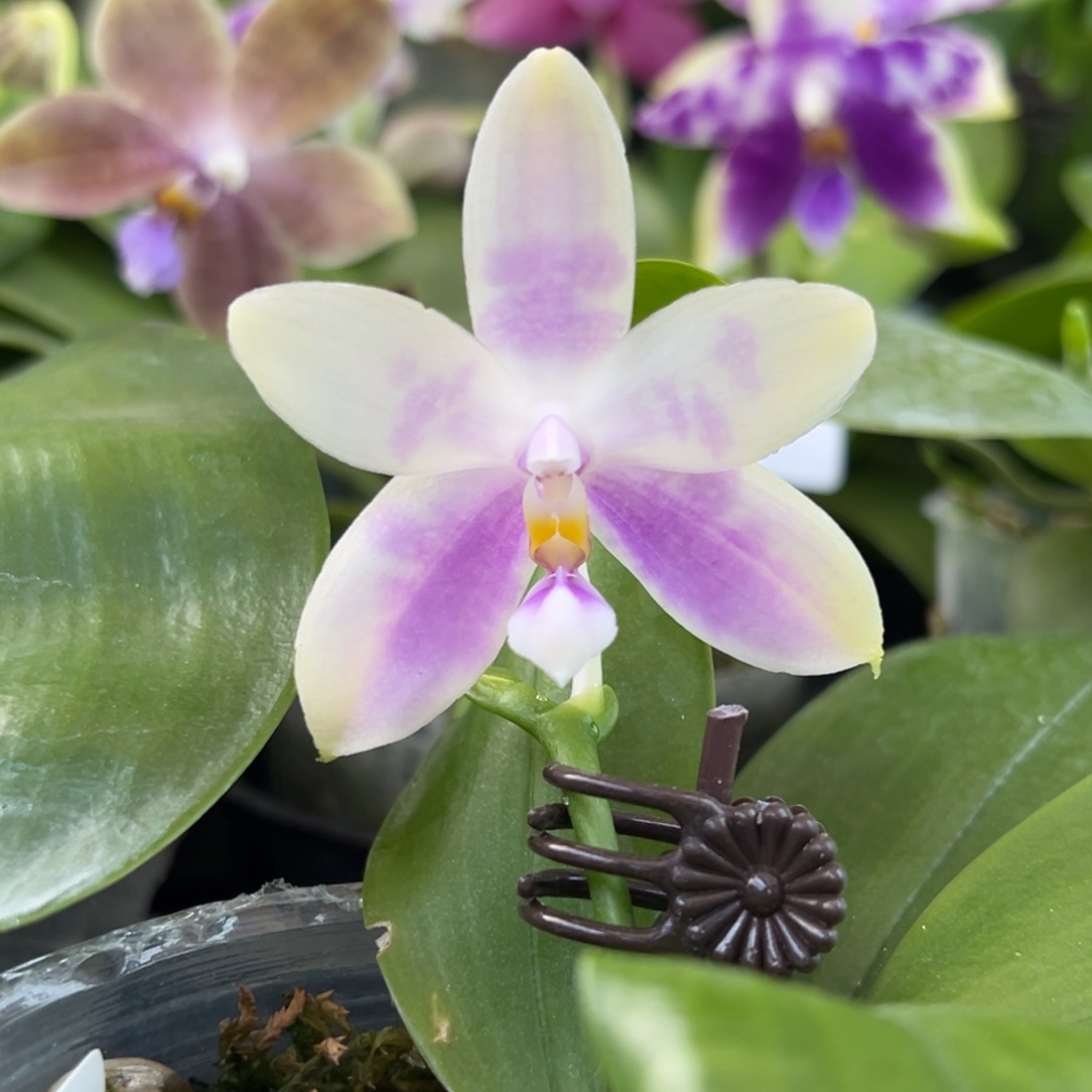 完全开放1号开播福利，68米