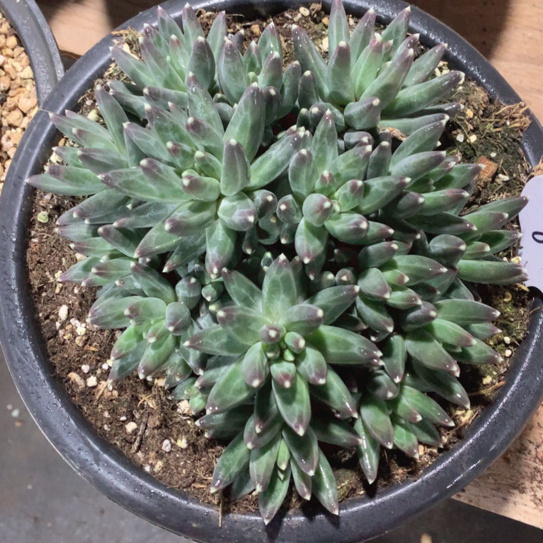 多肉植物多肉植物