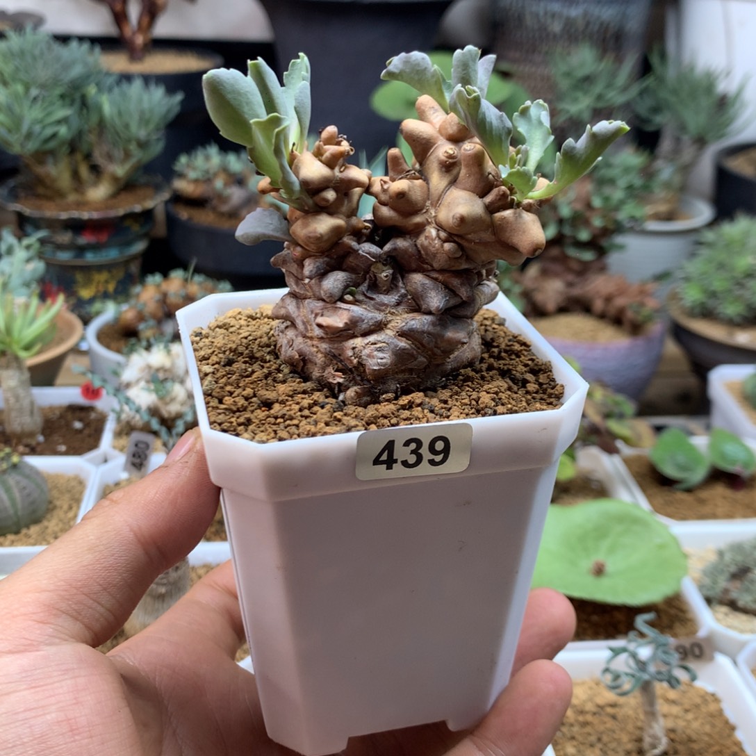 闲***趣蛮鬼塔厚敦菊母本多肉带盆