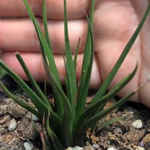 稀有原始种哈哈哈哈