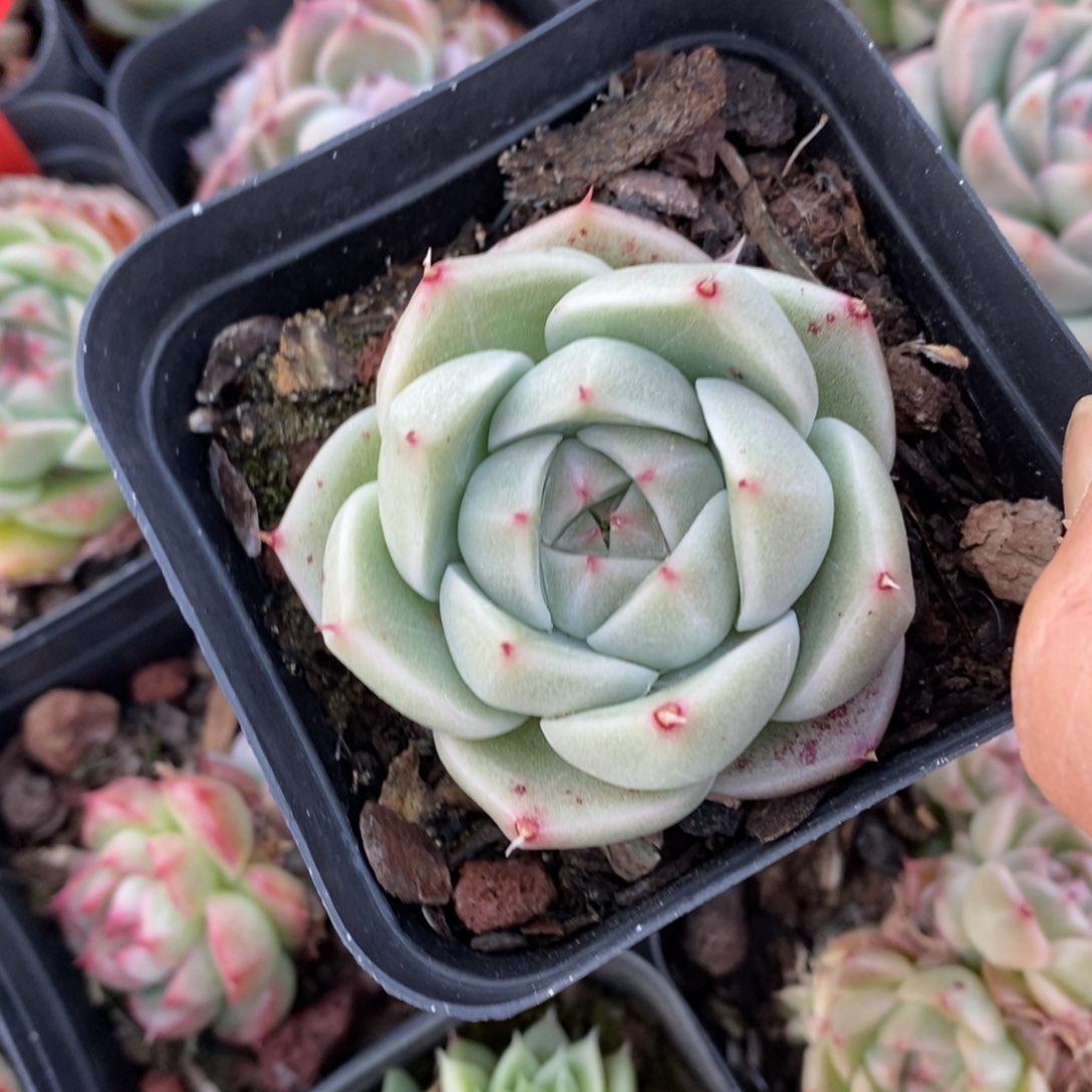 精品多肉一物一拍不包整136