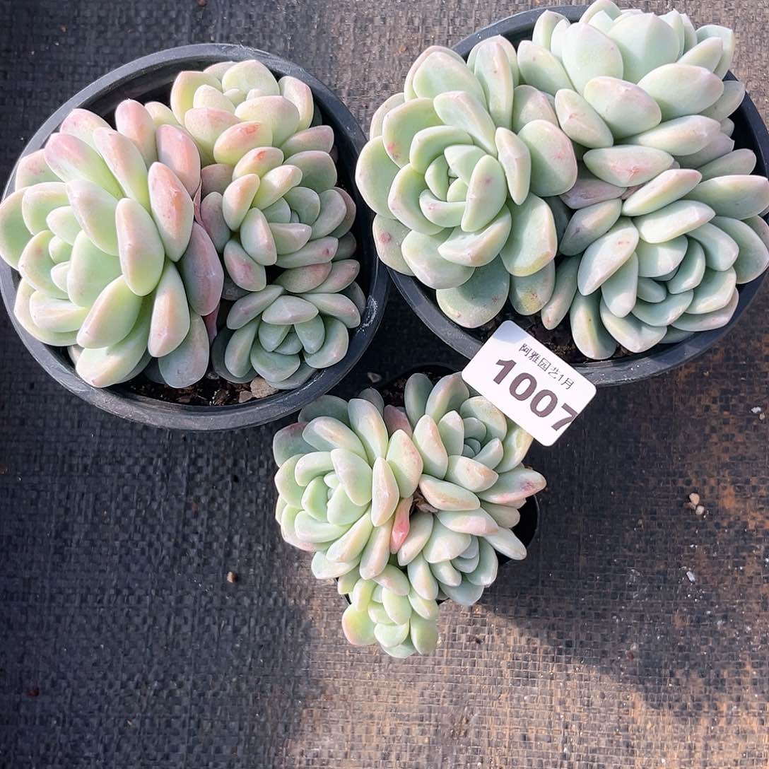 阿雅园艺。            1007