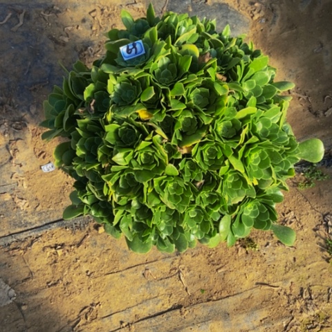 绿玫瑰多肉朵朵多肉植物69多肉