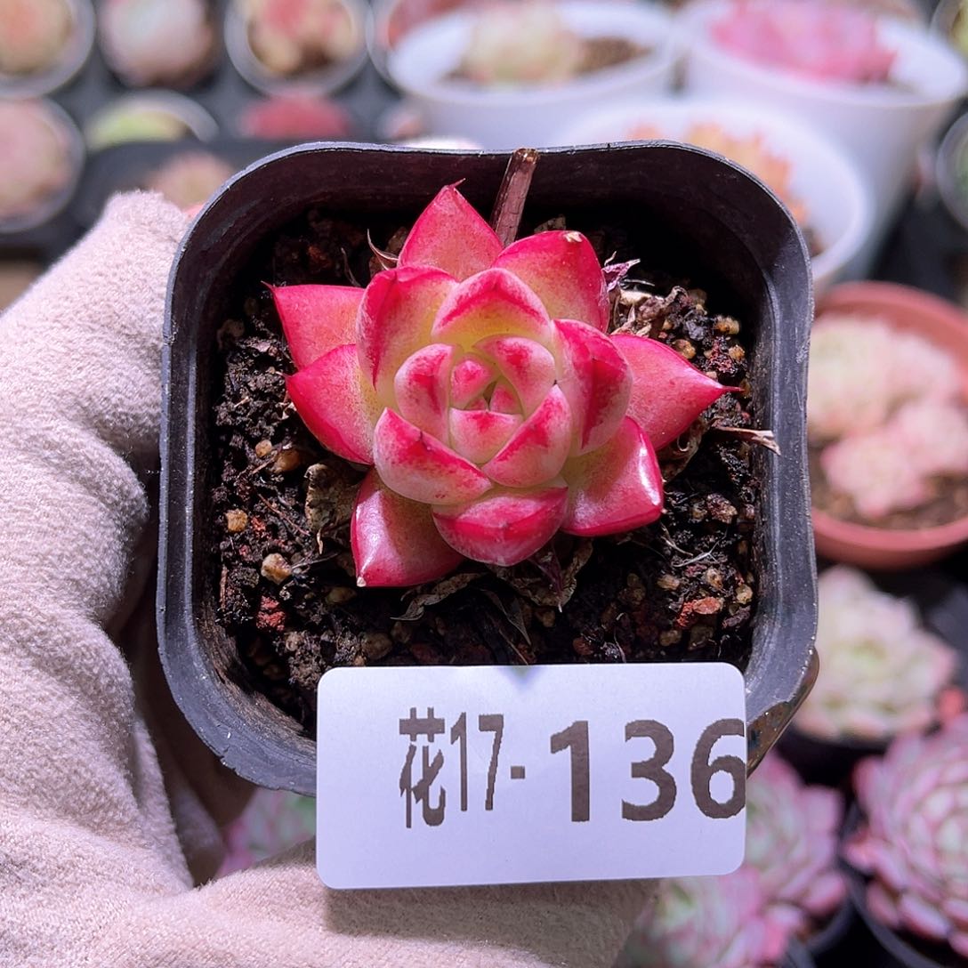 花利美17-136梦幻女王