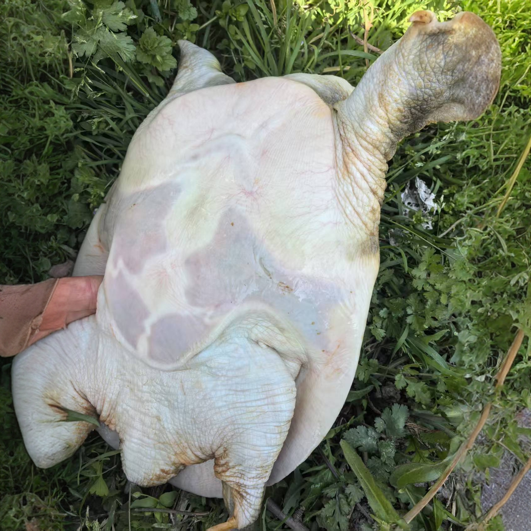 生态水库青背白底老甲鱼