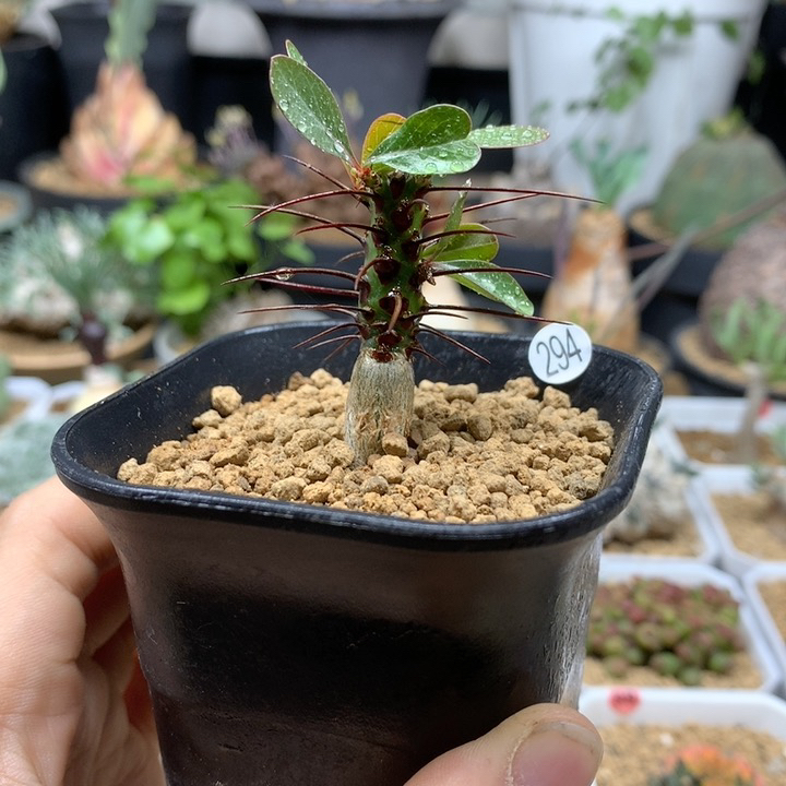 簇生富贵花实生带盆