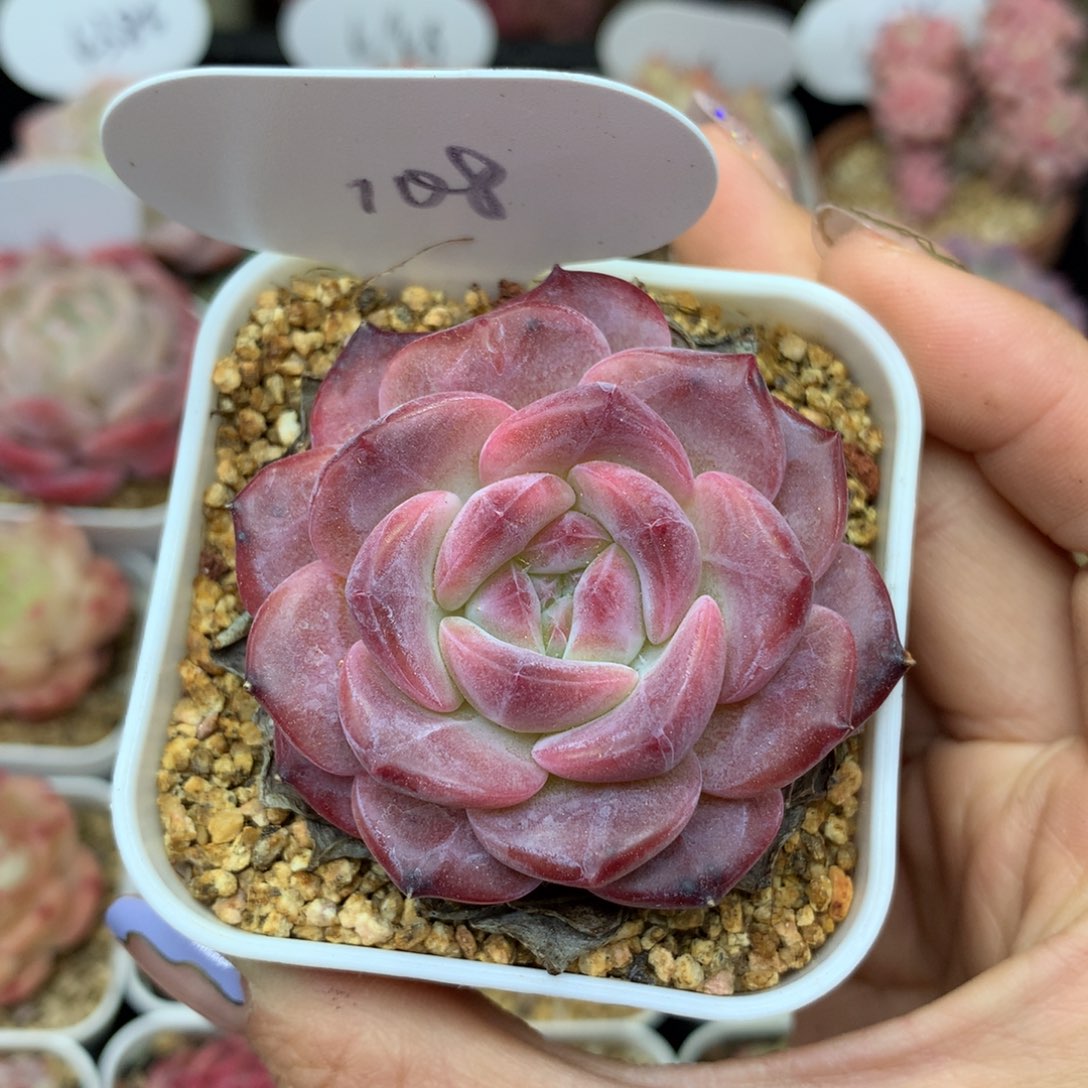 糖心琥珀单头108