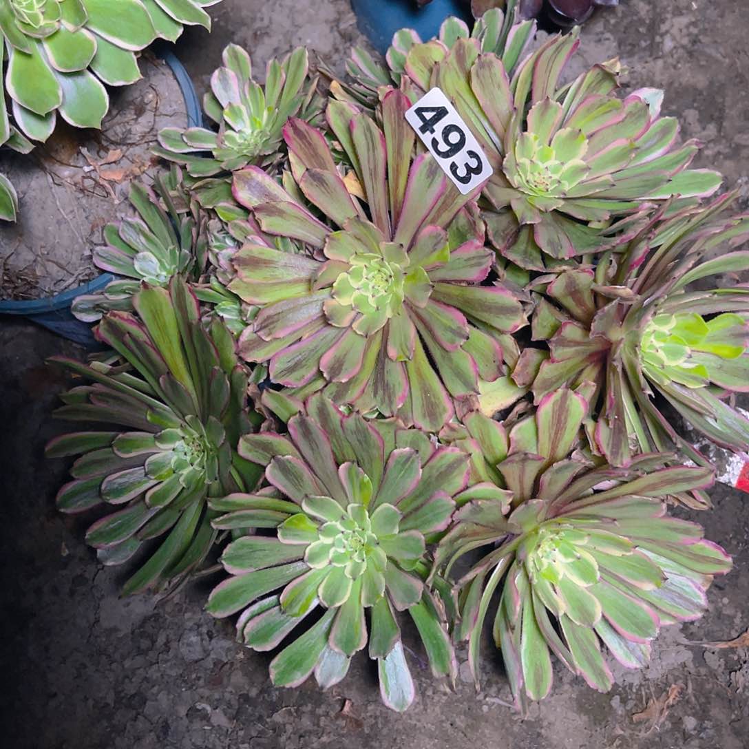 粉袋法师13-9包邮法师