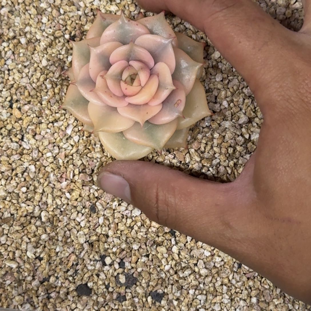 初****贝加尔湖 锦 一物一拍