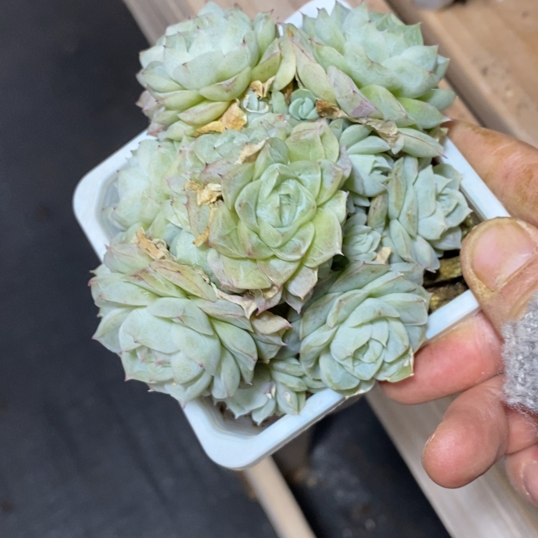 精品多肉一物一拍不包整92