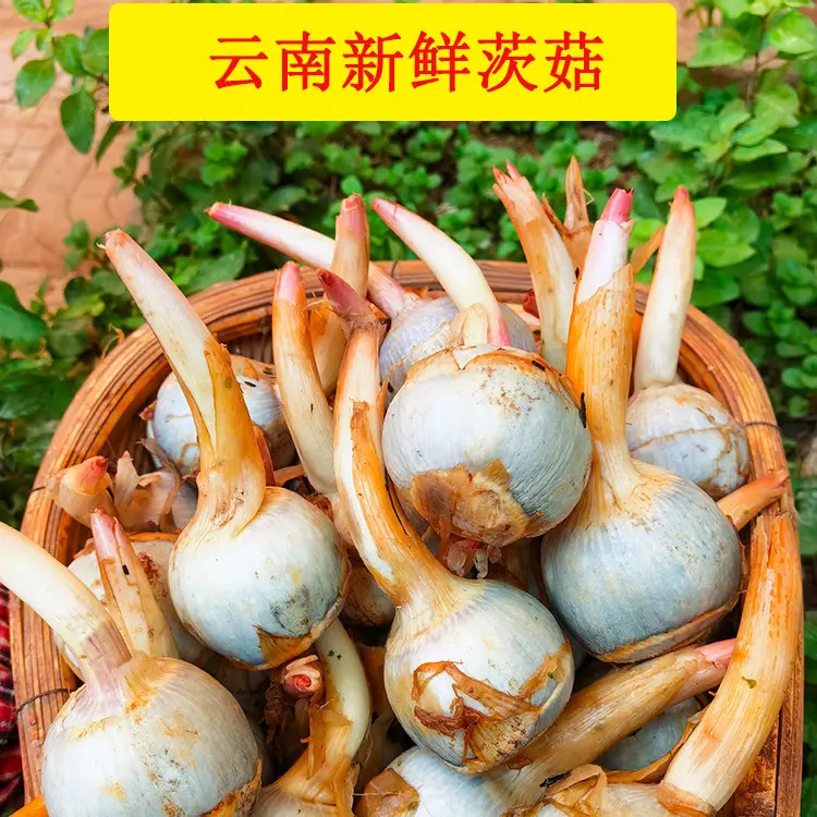 25年云南新鲜白慈姑茨菰茨菇灰马蹄鲜慈姑1/2/3粉糯荸荠鲜蔬菜
