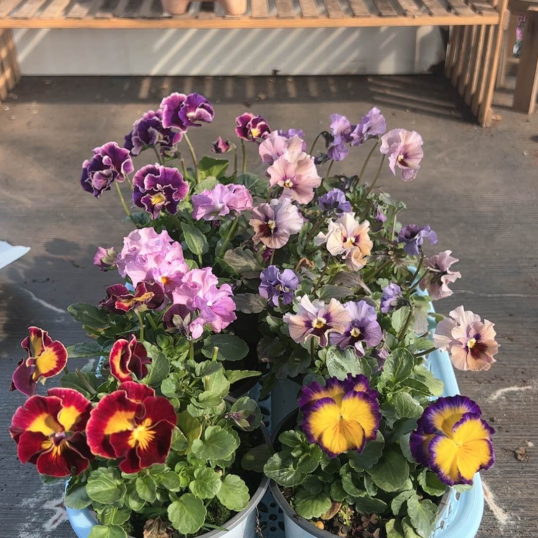 【闪购商品】212号