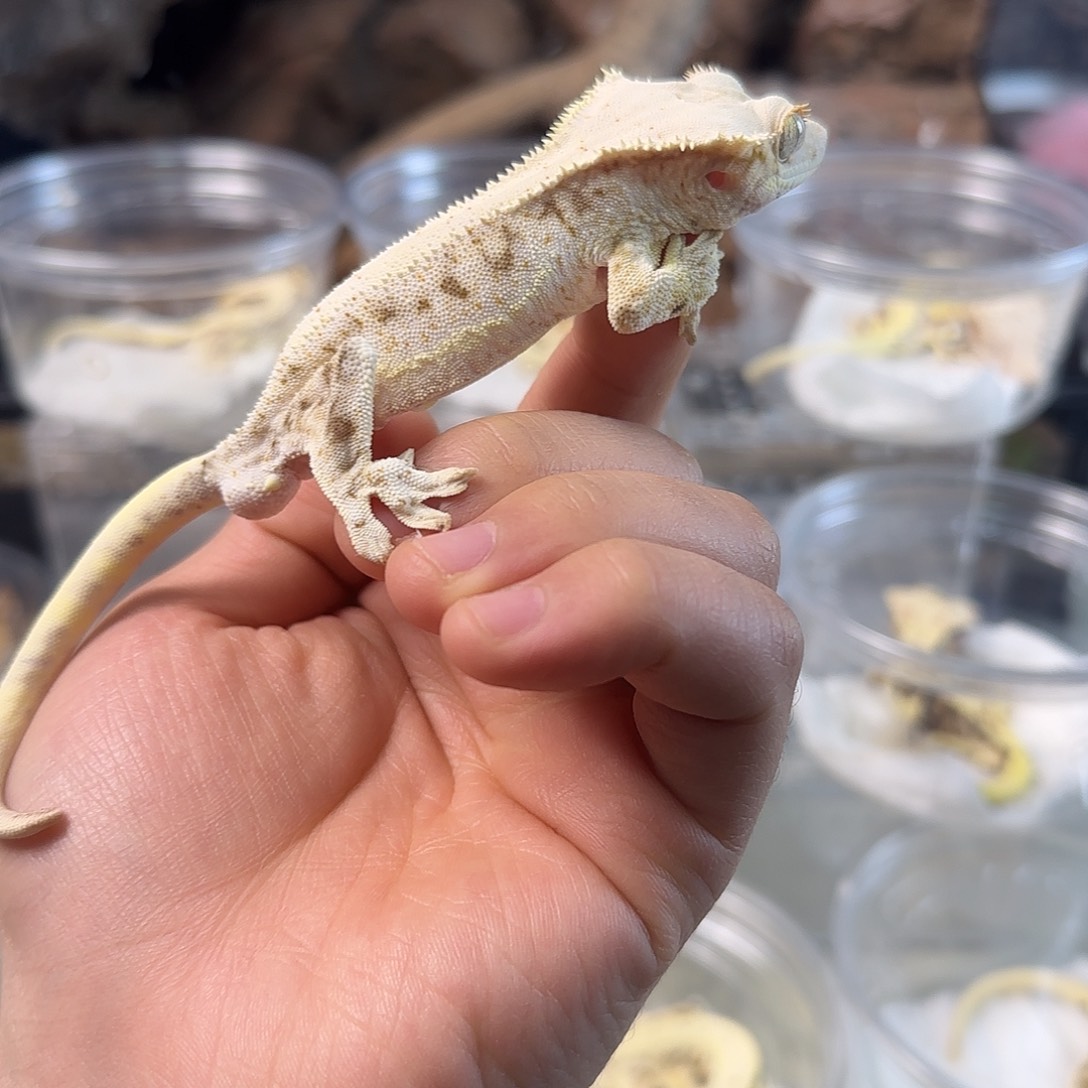 睫角守宫莉莉白满覆盖