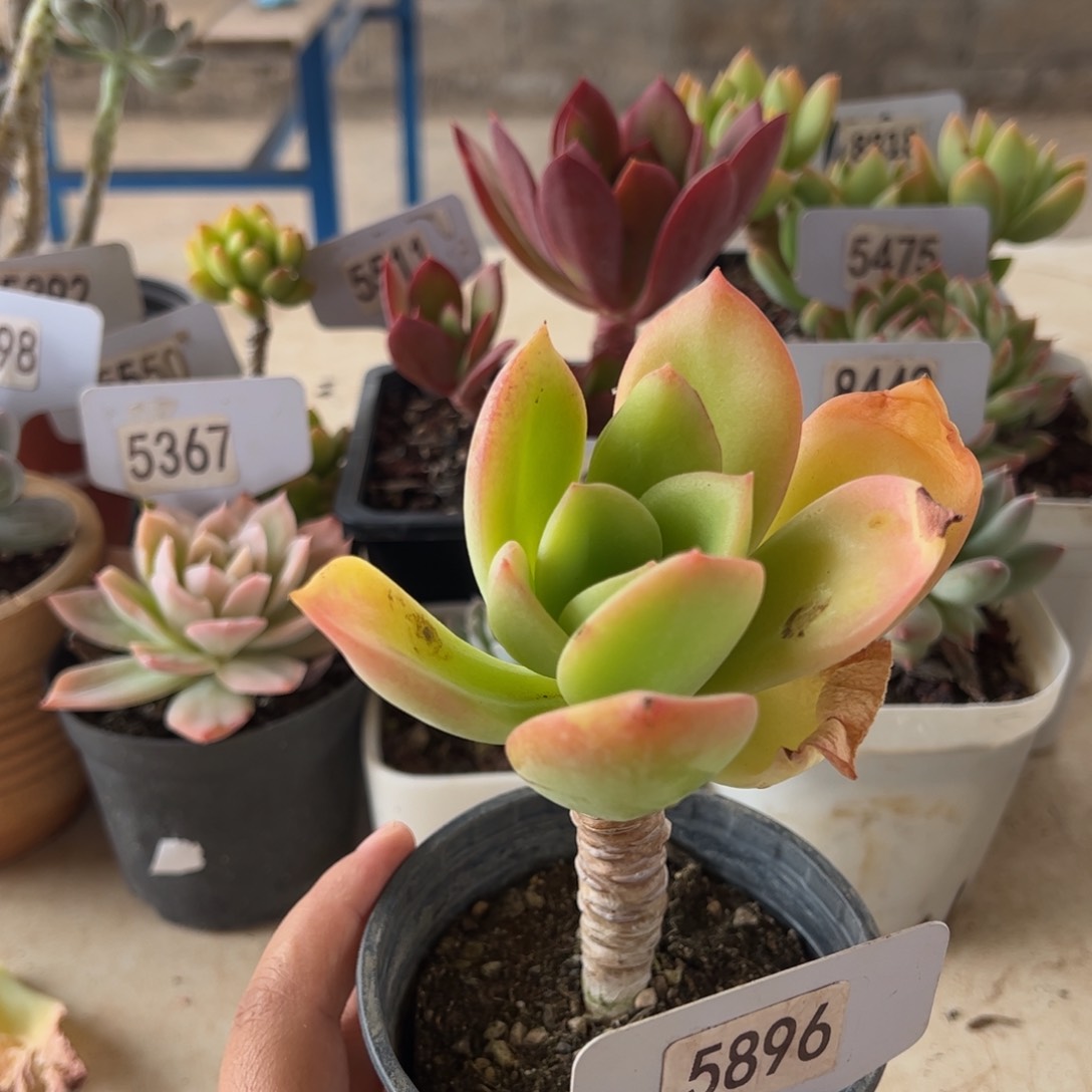 【闪购商品】天鹅绒。5896。 111111