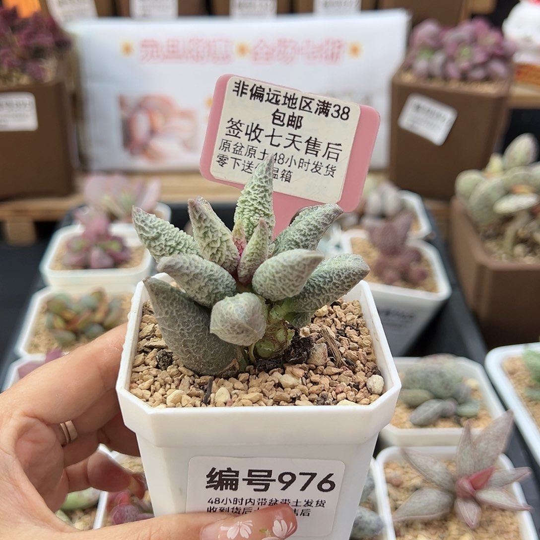 976融冰多肉植物