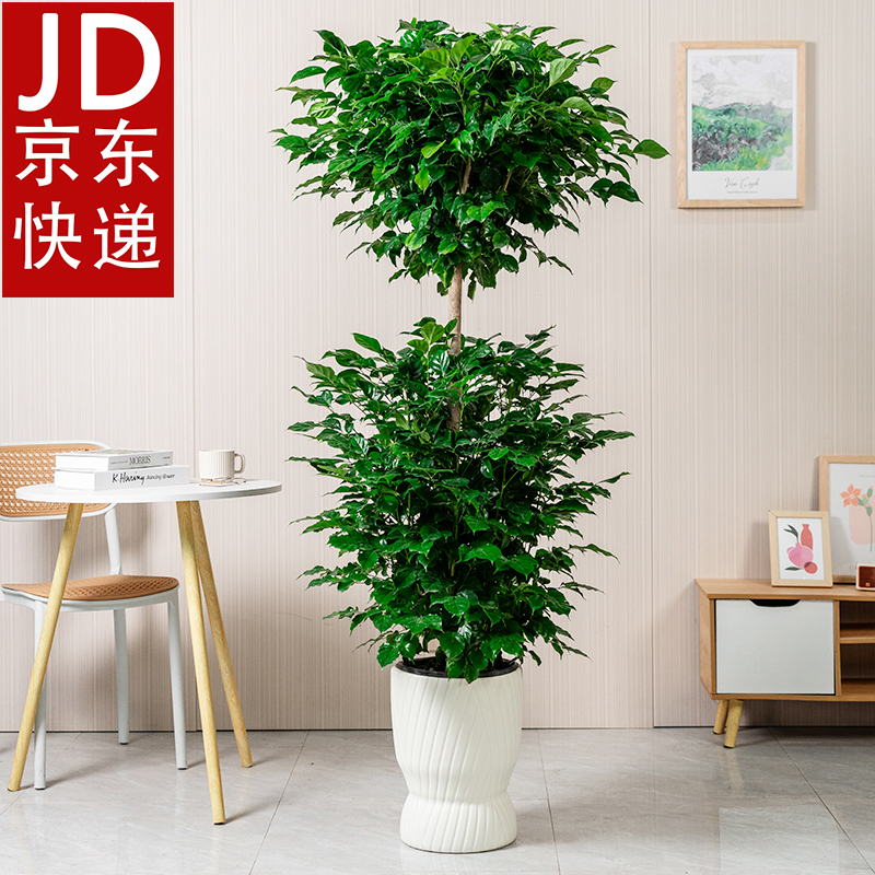 【京东快递】【送货上门】1.5-1.6米双层幸福树客厅盆栽绿植室内花卉