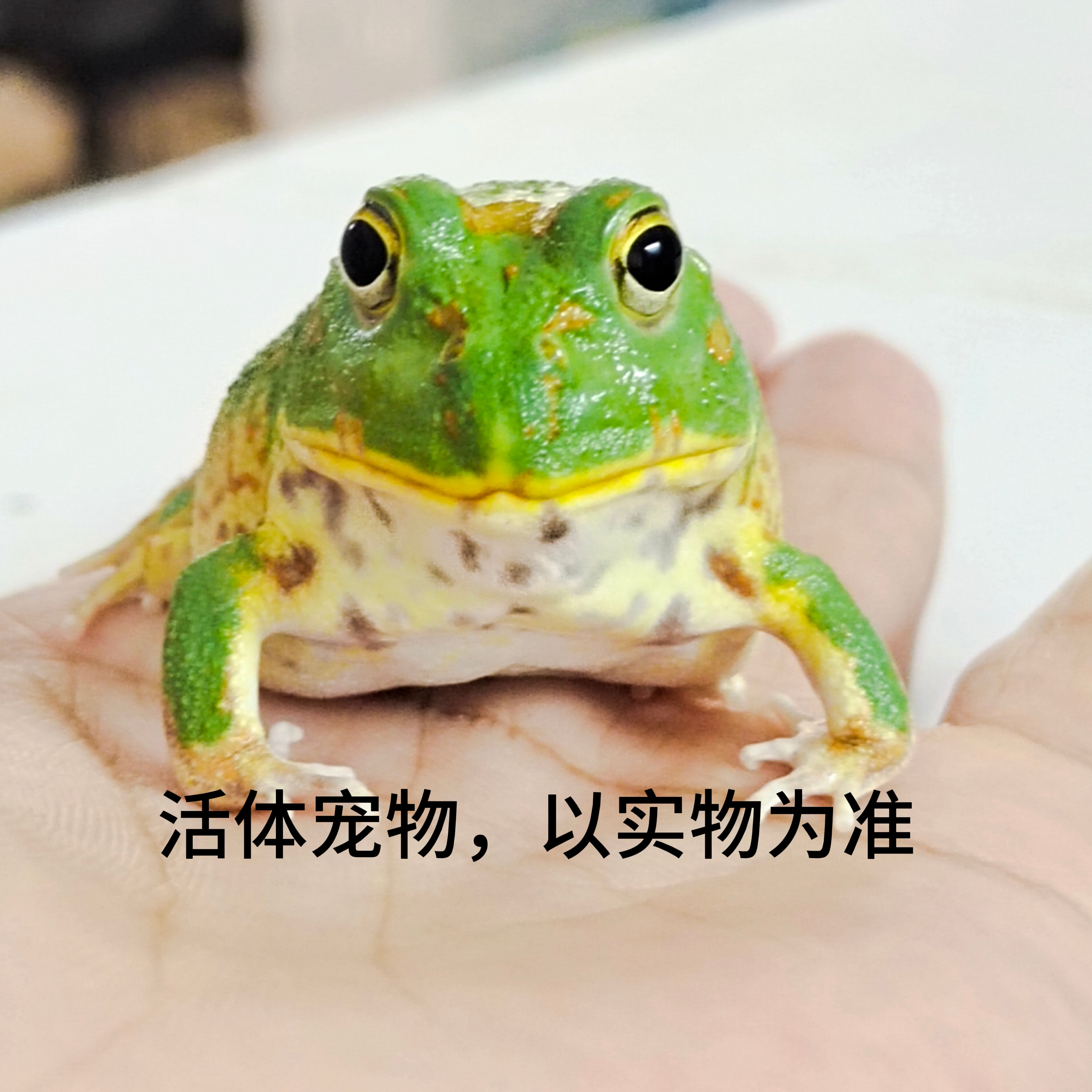 活体宠物角蛙(包活包路损 凭开箱视频售后 快递发出不退不换）