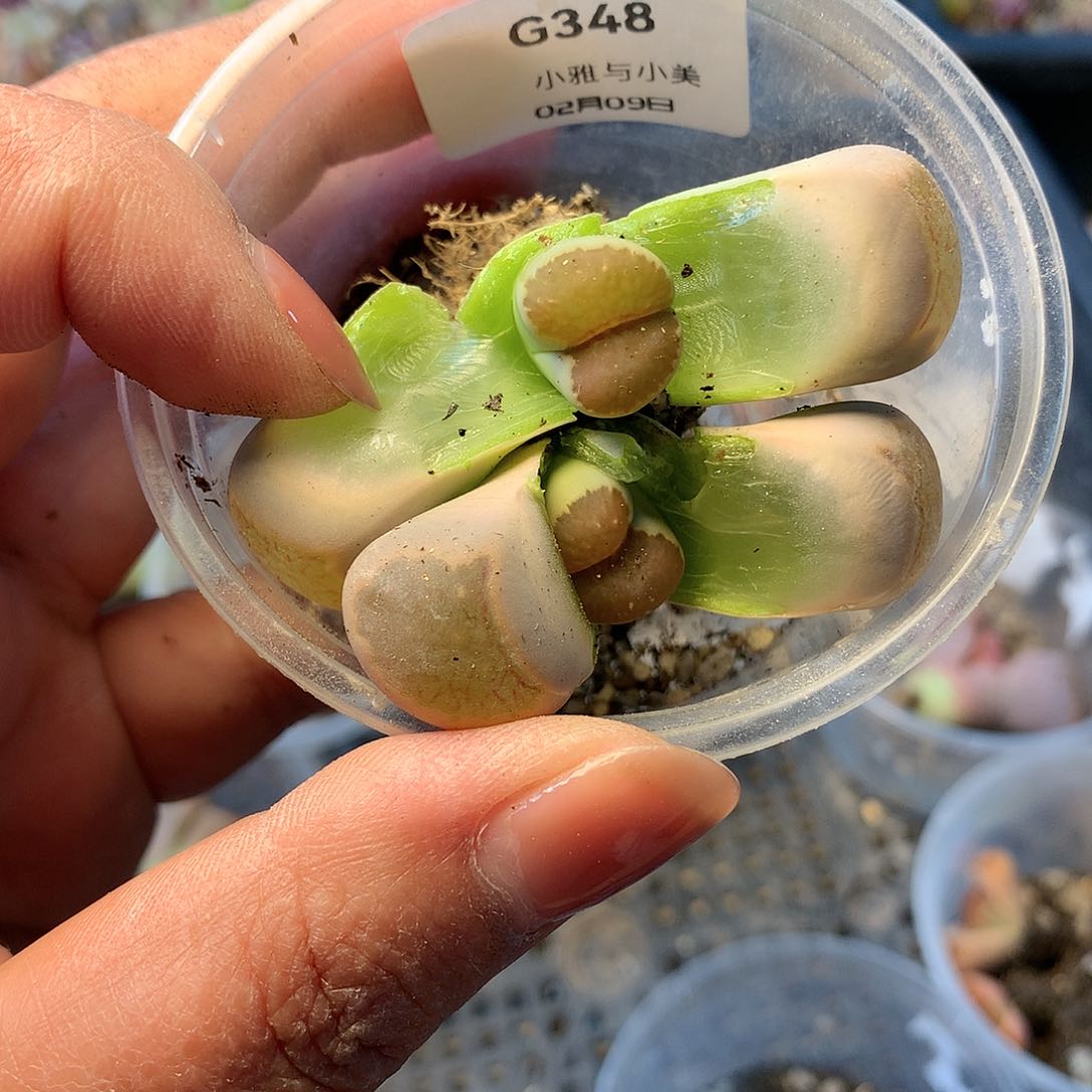 G348多肉植物保护研究所