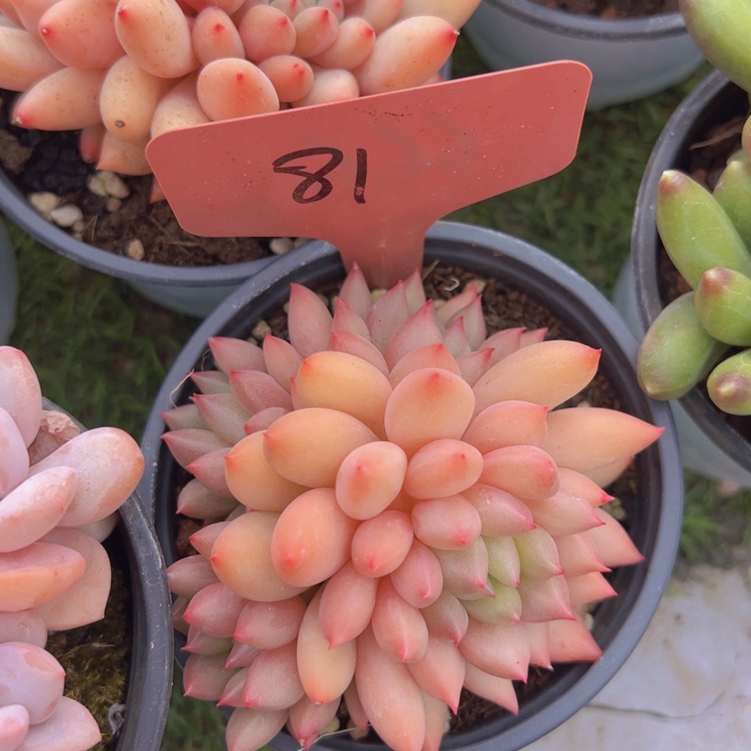 香玉的故事是一个人