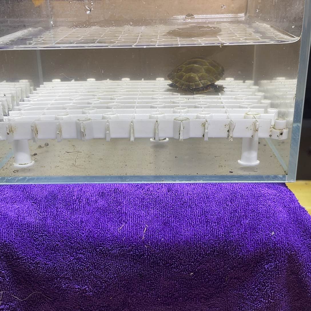 不分公母宠物龟西锦