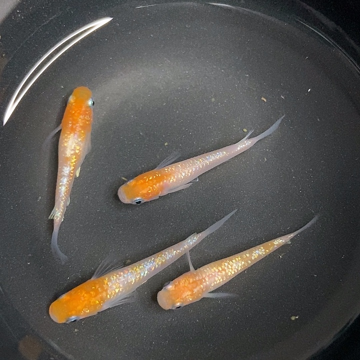 青鳉鱼墨子青鱂5号王华