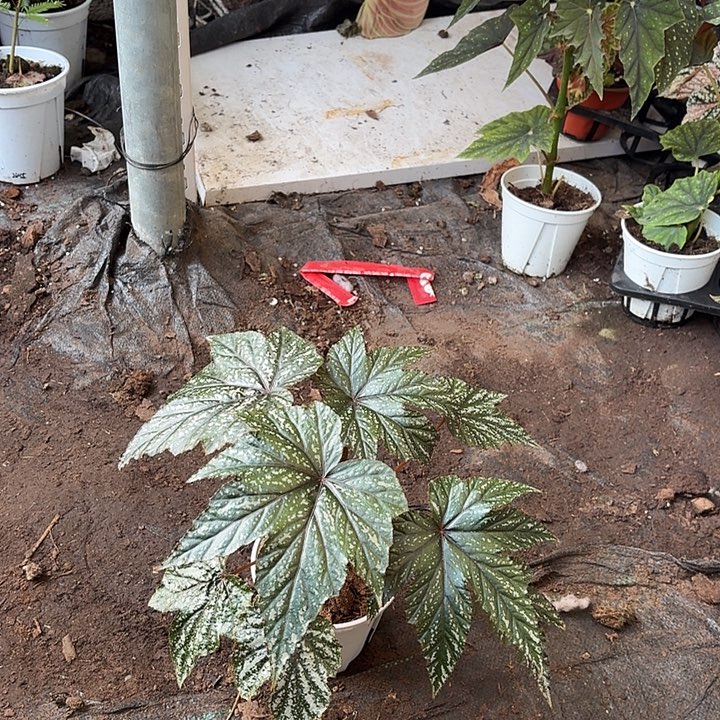 完全开放泰国鹰狮