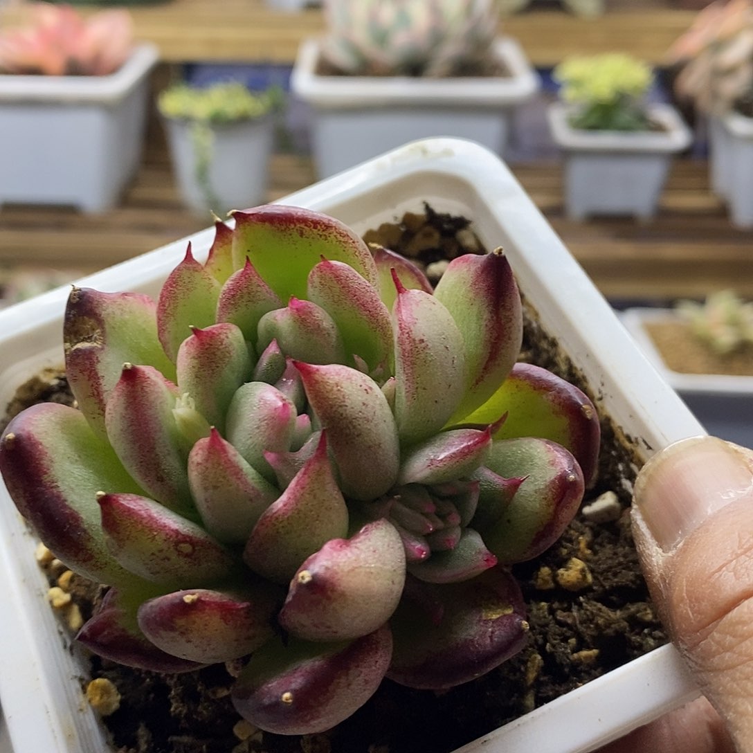 19233 大王乌木锦带崽