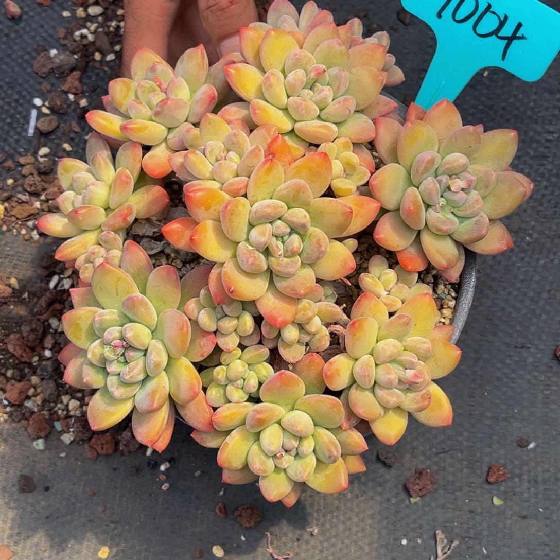 9004号上午多肉植物群生多肉植物