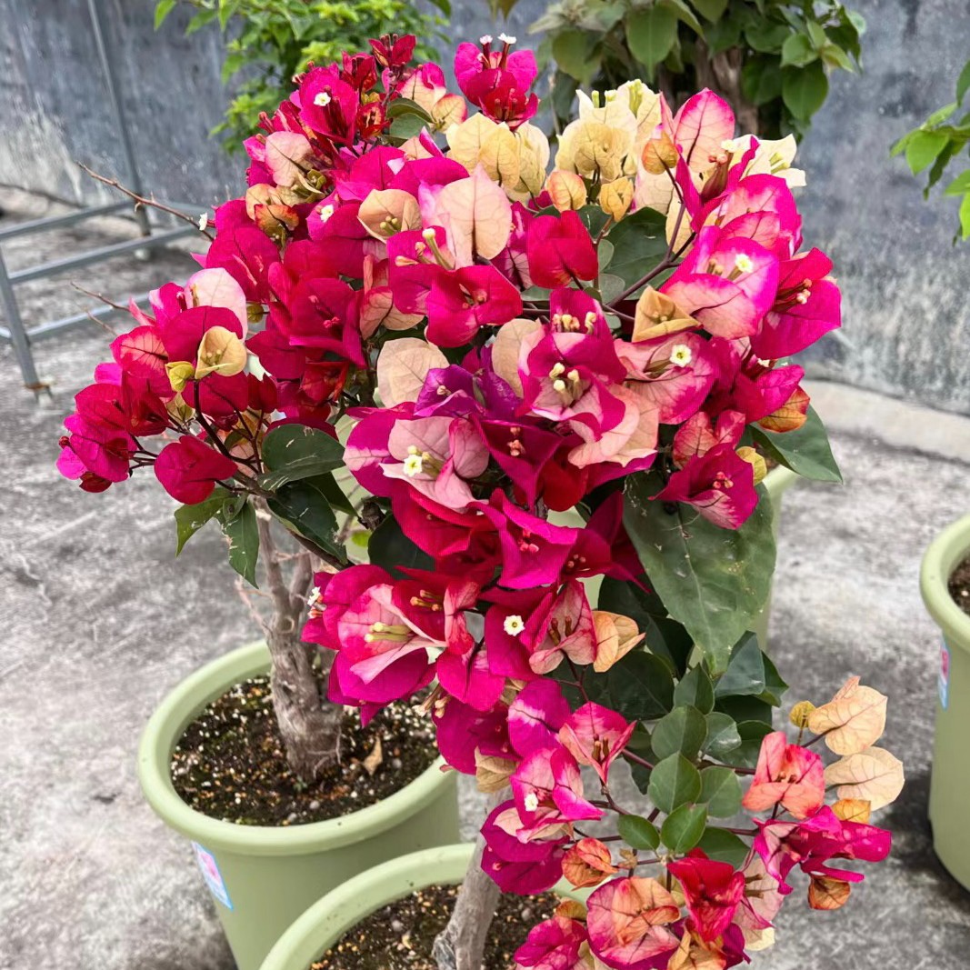 【百变画报】三角梅四季好养勤花可爬藤可垂丝不带花