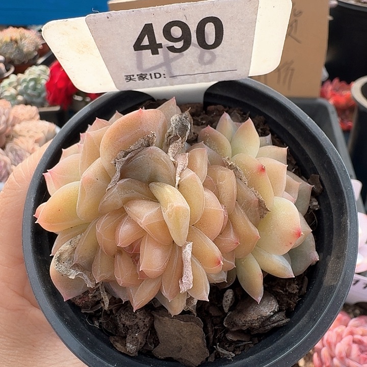 雪芙蓉珍妮多肉植物490