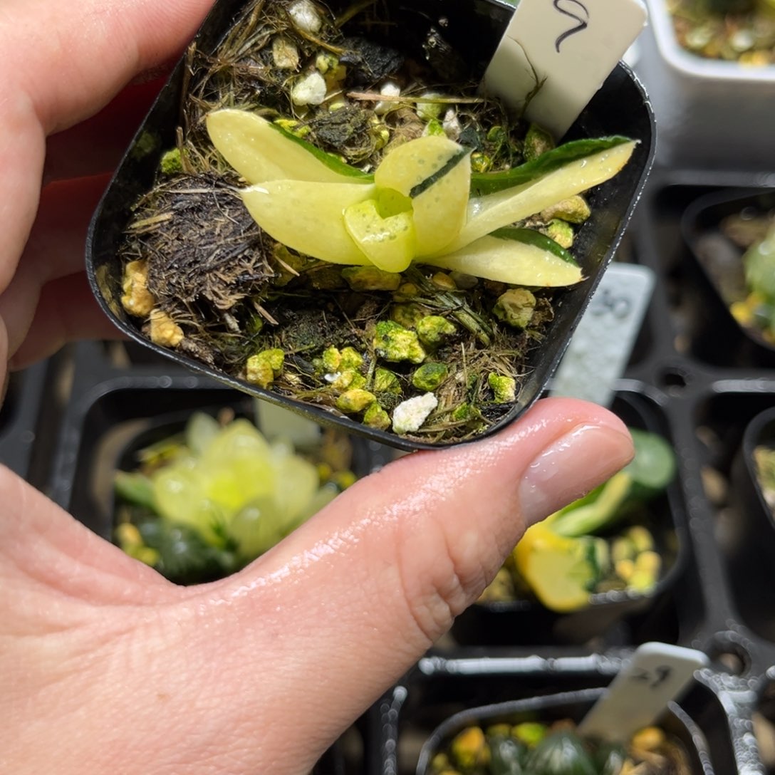 9紫禁城锦一物一拍