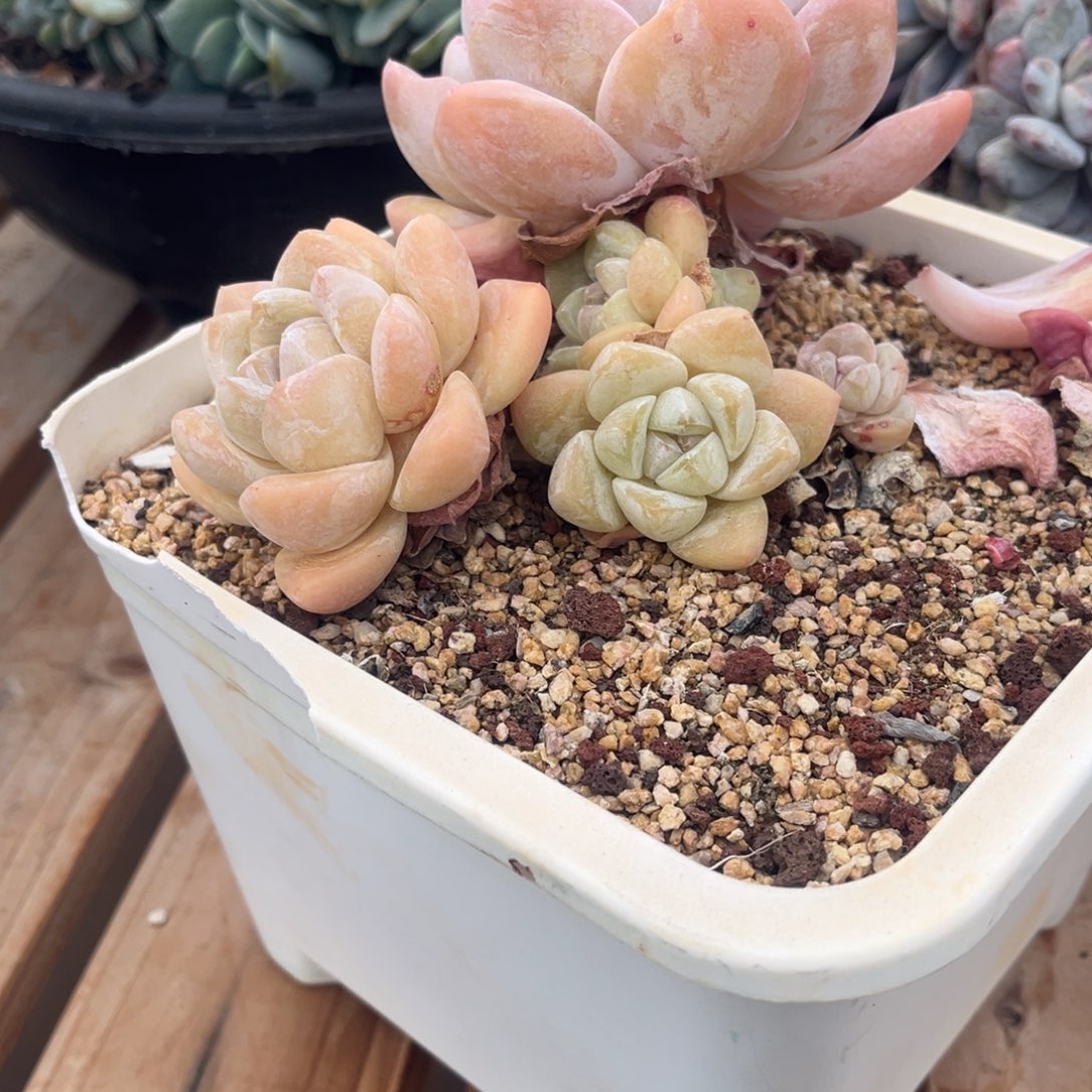 *****橙橙的冰玉群生一物一拍