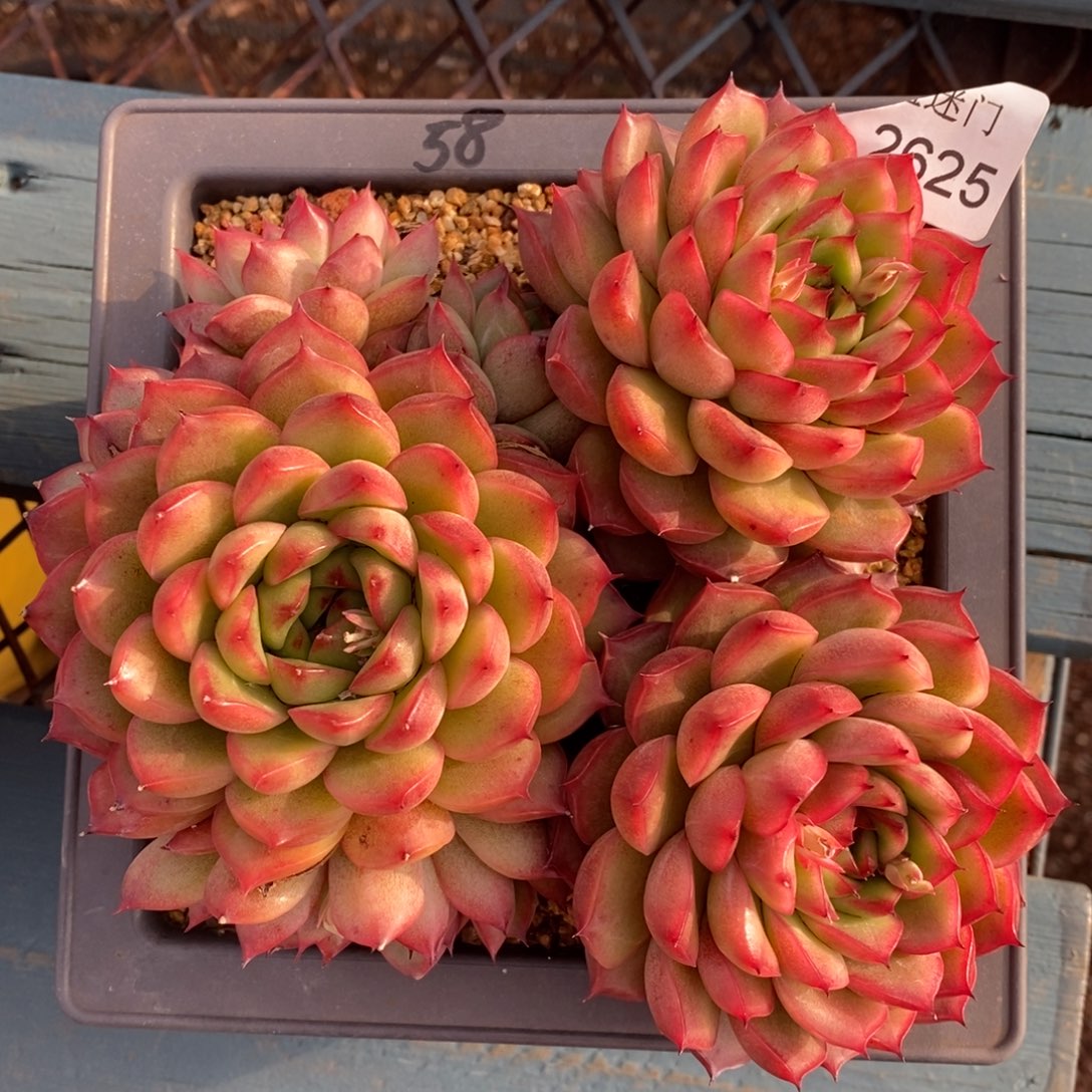 乔*板杂交精品多肉2625