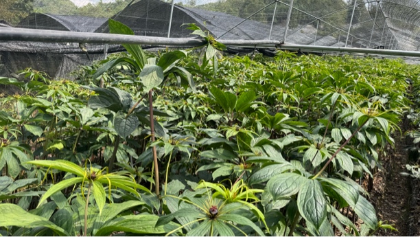 云南深山七叶一枝花落地重楼可栽培绿植