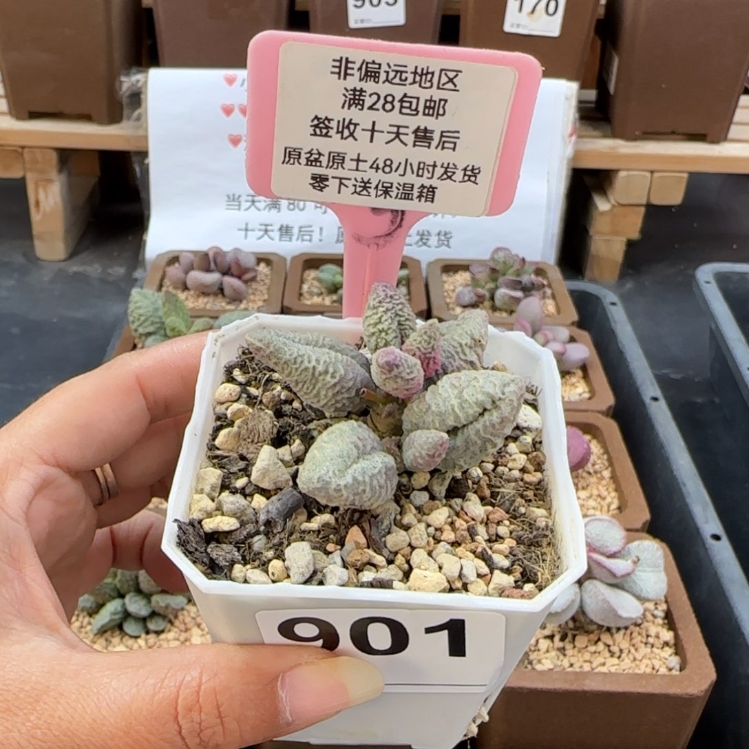 ๓****丶901倒刺冰淇淋多肉植物