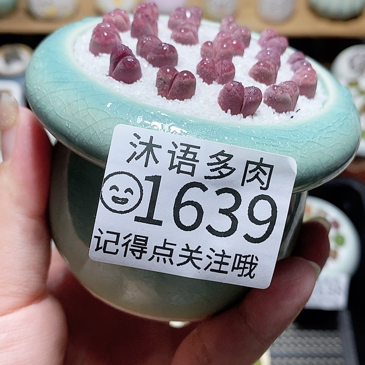 精美盆栽 一物一拍1639