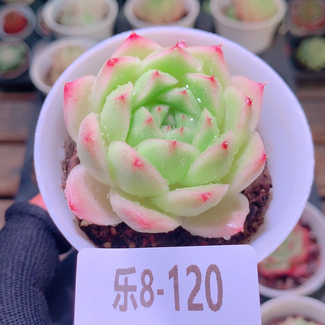 乐然8-120 麦秆单头 