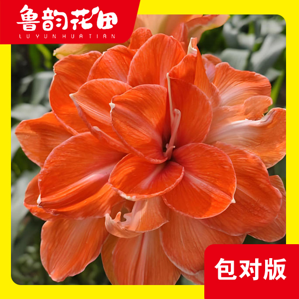 鲑鱼孔雀重瓣朱顶红包对版 阳台 办公室 室内 客厅 懒人 绿植