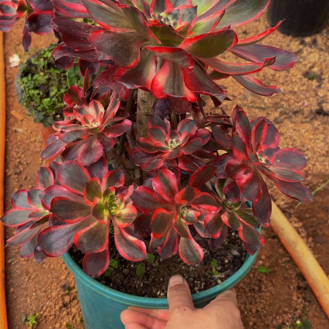 128多肉植物红魔女特价