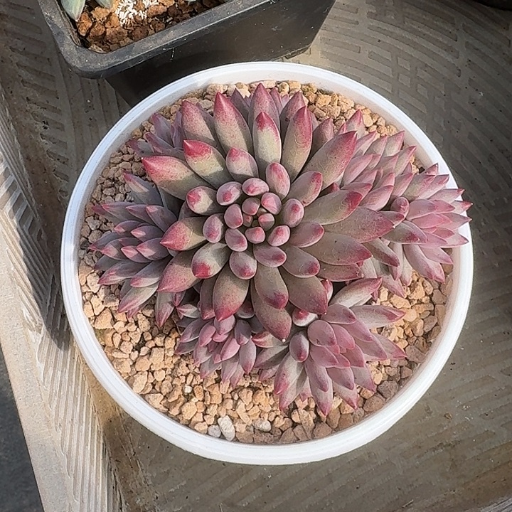 虞美人手捧无砍叶插