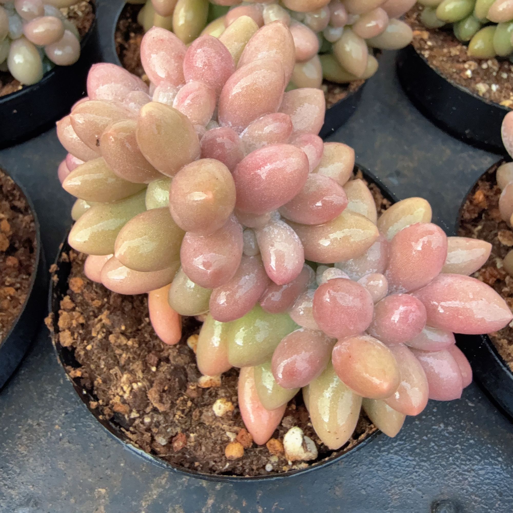 80#小汤圆缀化（4-6cm）脱土