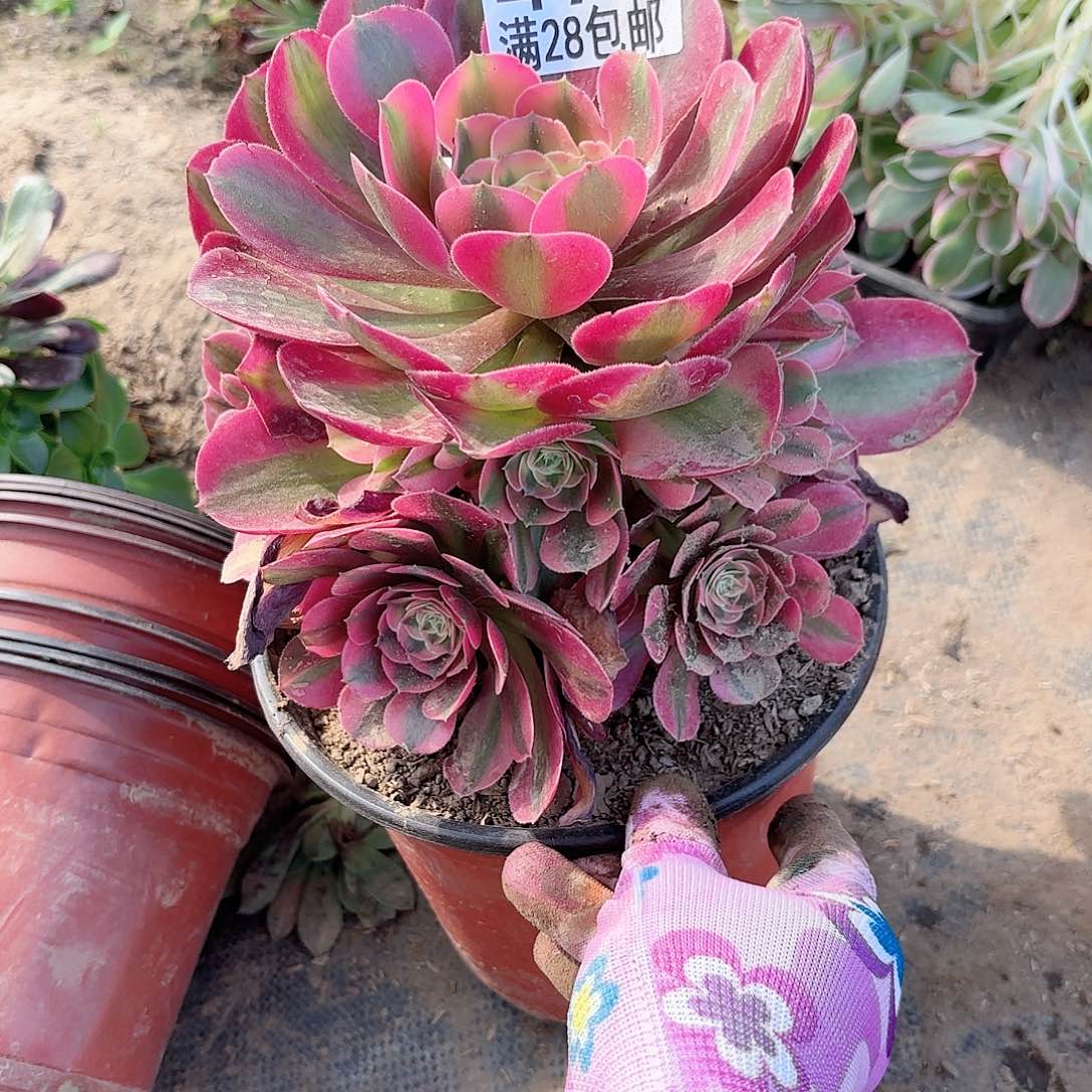 F. 476香妃多肉1111