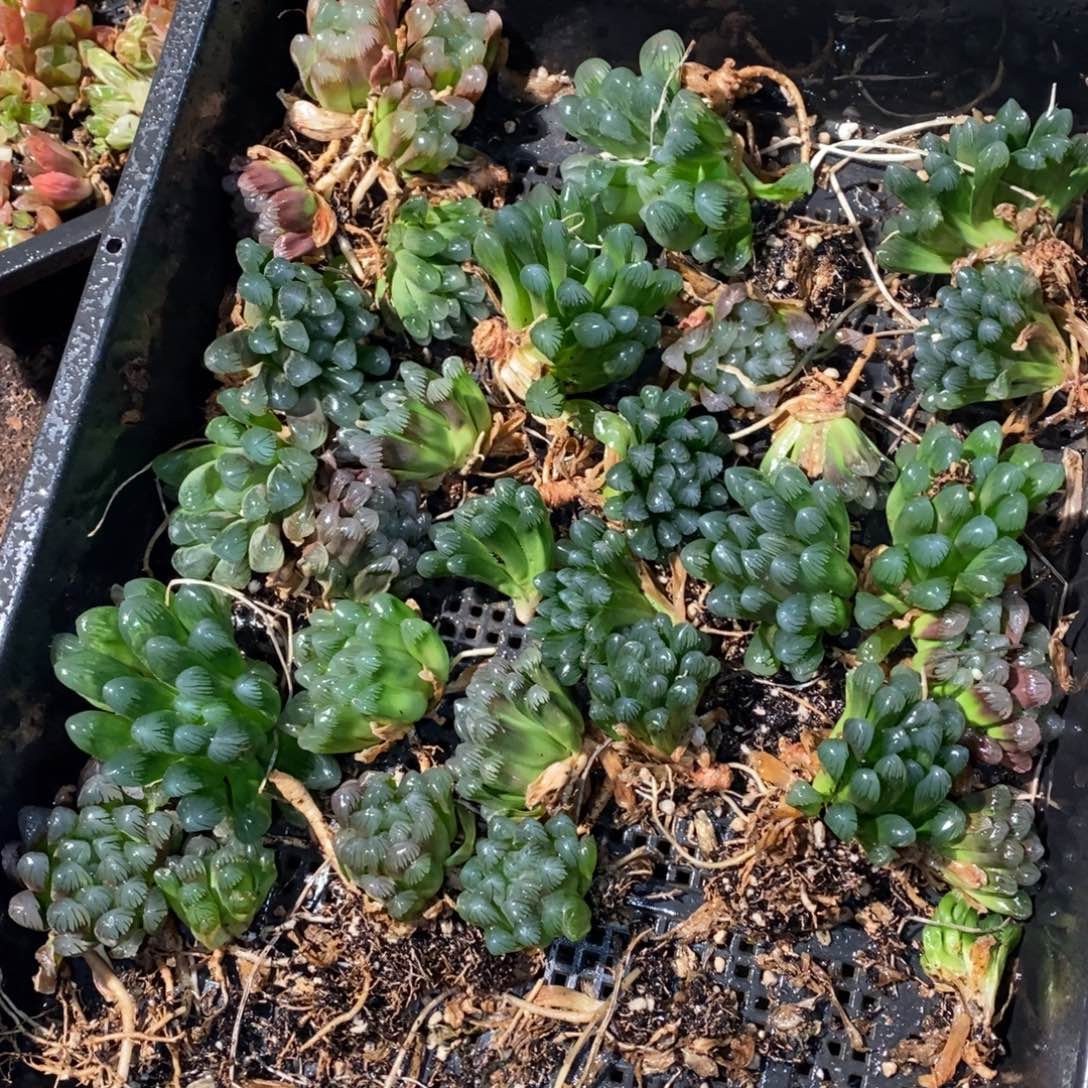 2533 一颗优选实生歪七扭八小冰灯玉露 圣诞整点福利